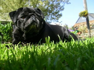 Mops Foto